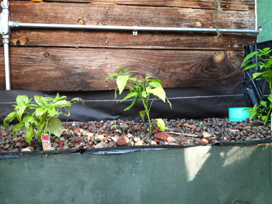 Basil-and-peppers-upper-media-bed.jpg
