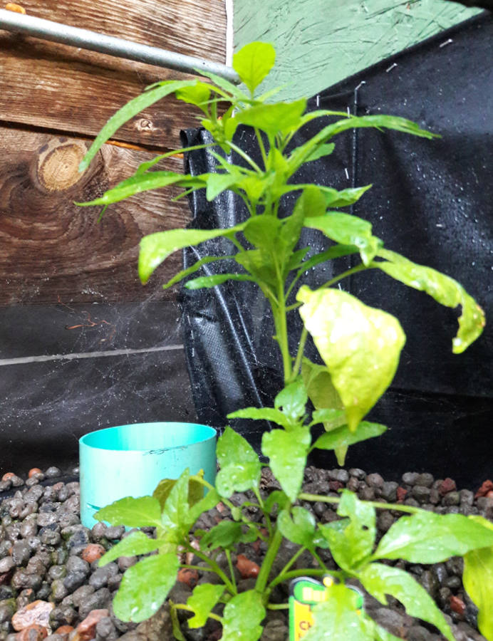 Garden-Salsa-chili-Aug-2018.jpg
