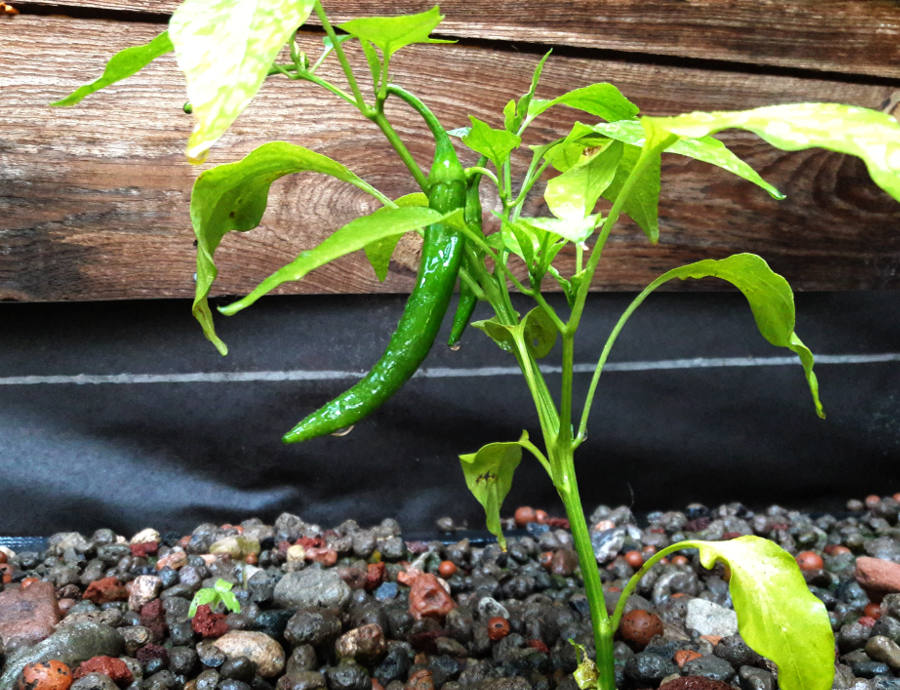 Red-chili-Pepper-Aug-2018.jpg
