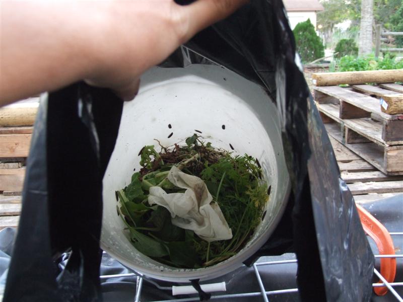 they crawl up the ceiling (Medium).JPG