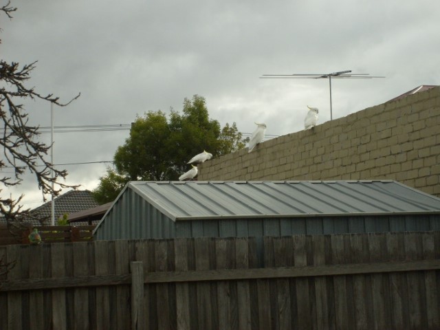 Cockatoos 002 (Small).jpeg