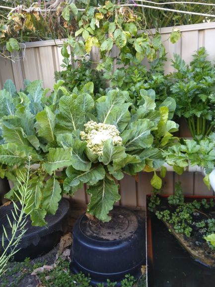 Cauliflower 18-09-2018 (2).jpg