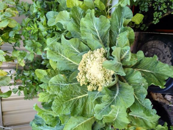 Cauliflower 18-09-2018.jpg