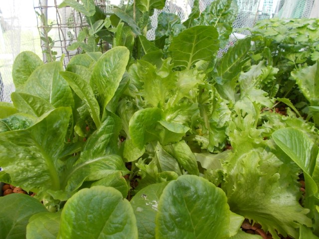 DSCN1812 (Small).jpeg