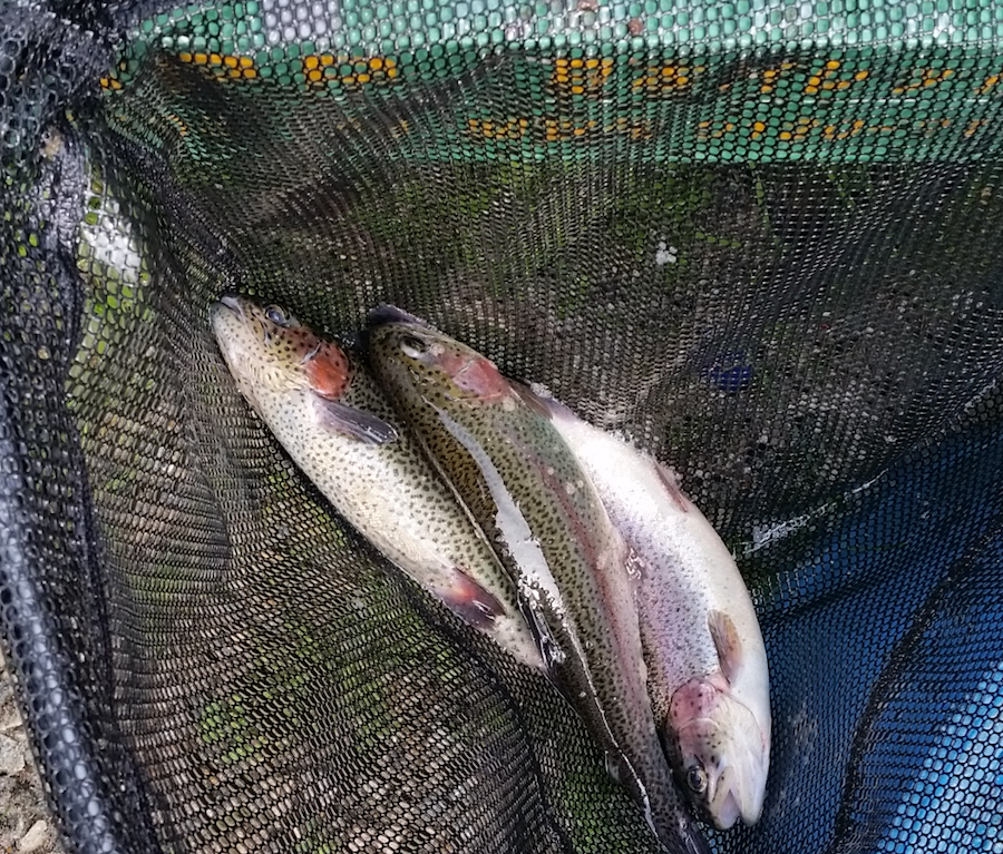 First Rainbows 2018.png