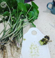 Aquaponic Wasabi.PNG