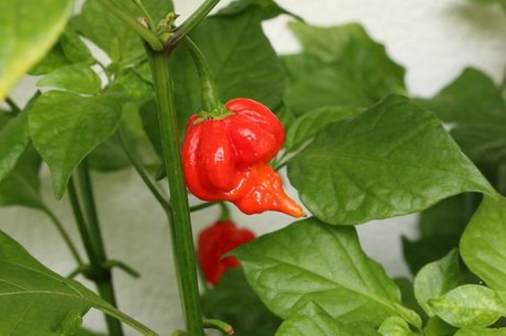 Trinidad Scorpion Butch T Pepper (Small).jpeg