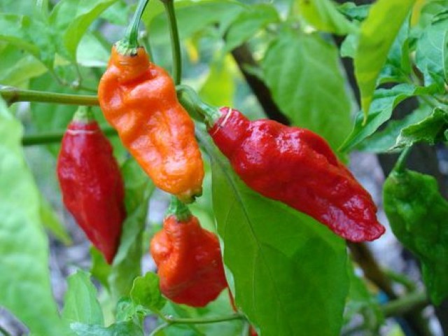 Ghost Pepper (Small).jpg