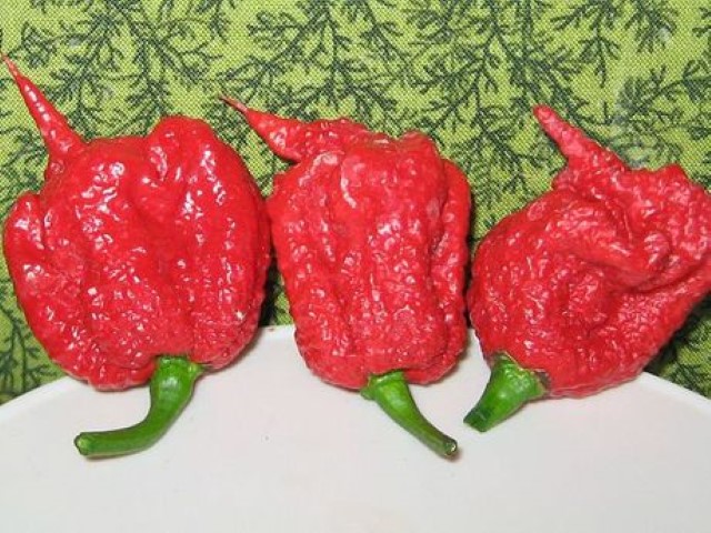 Carolina Reaper (Small).jpg