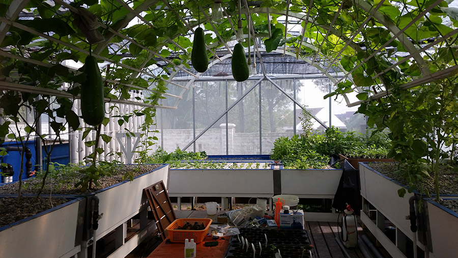 Hanging Big Melons.jpg