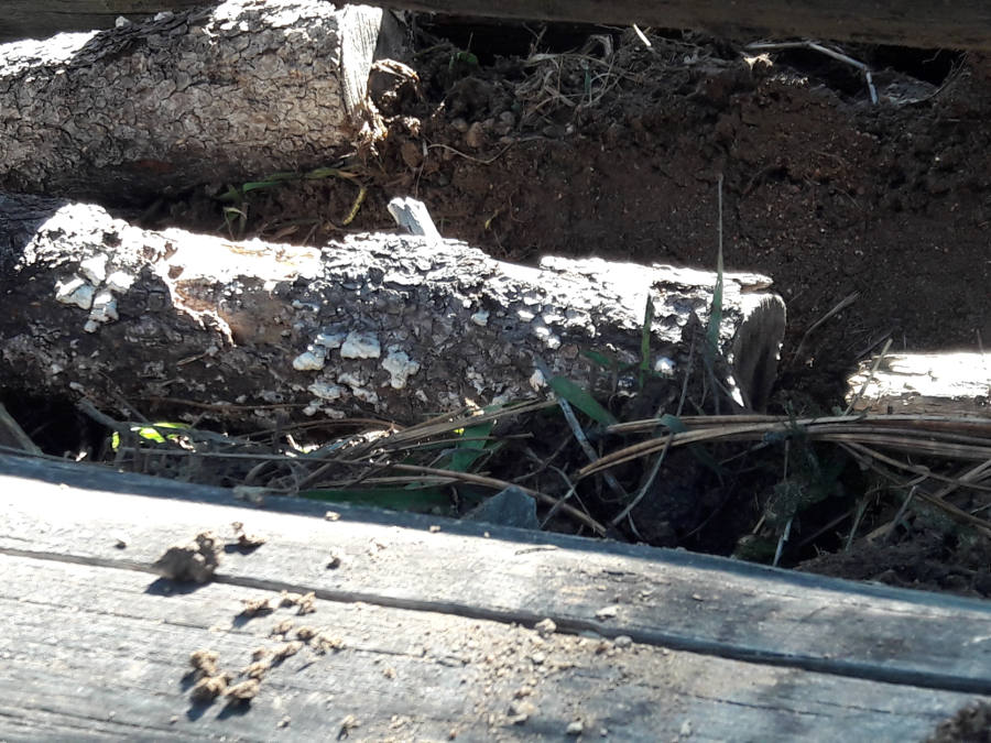 Hugelculture-project-added-more-rotting-wood-under-the-big-logs-October-6th-2018.jpg
