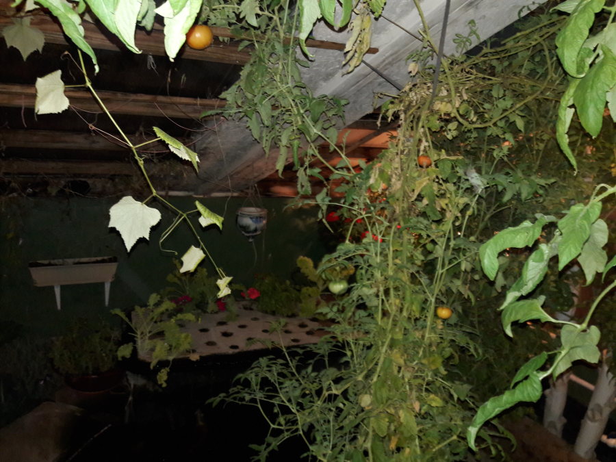 First-Snow-October-14th-2018-earth-sheltered-greenhouse-tomatoes-geraniums.jpg