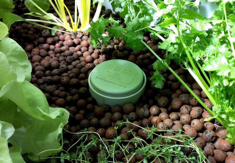 Perth Aquaponics - Bell Auto Siphon kit.jpg