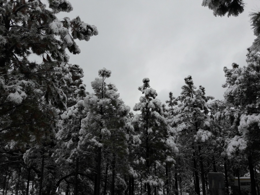 Halloween-snow-2018-back-yard-Ponderosa-pines.jpg