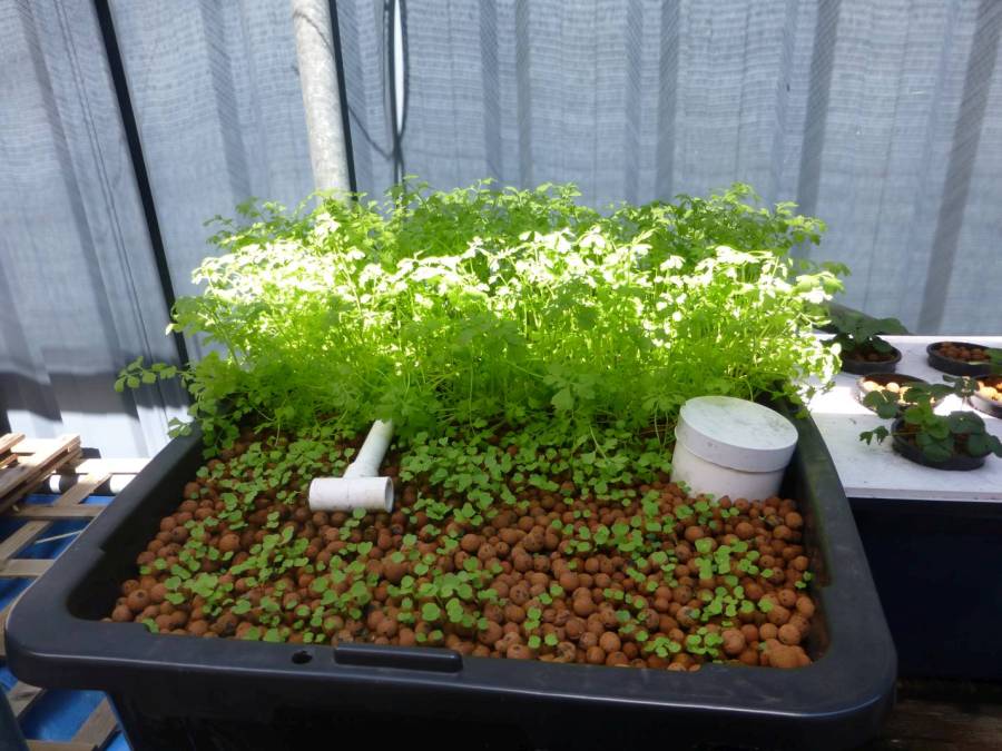 20170909_WaterCress_Rocket_Tub.jpg