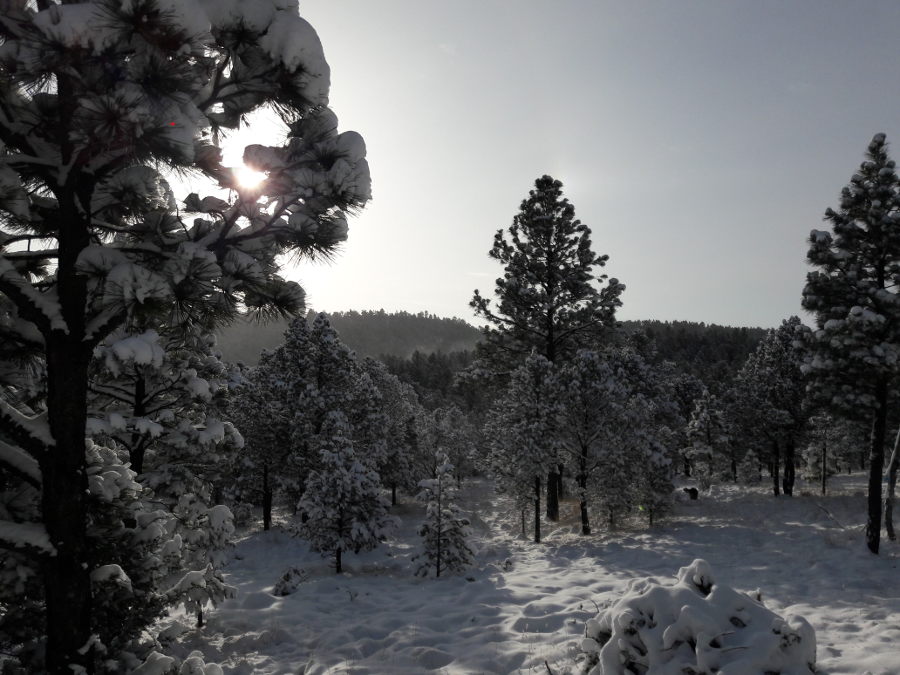 Hike-in-fresh-snow-Mist-Crestone-trees-11-12-18.jpg