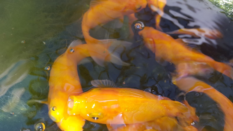 120ThingsIn20Years-aquaponics-gold-goldfish.jpg