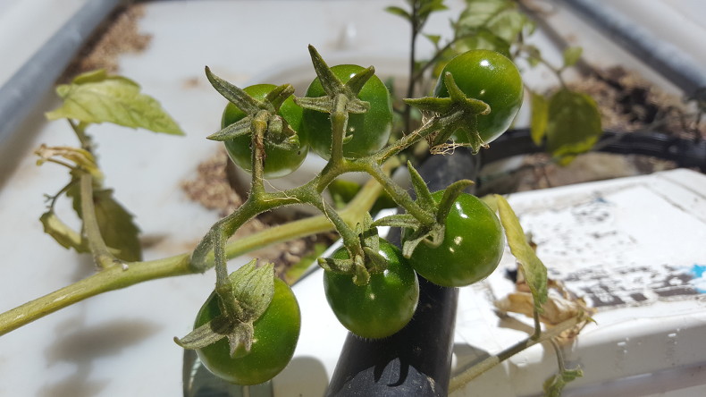 120ThingsIn20Years-aquaponics-deep-water-tomato.jpg
