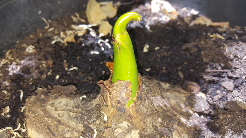 120ThingsIn20Years-Notihing aquaponic 3.jpg