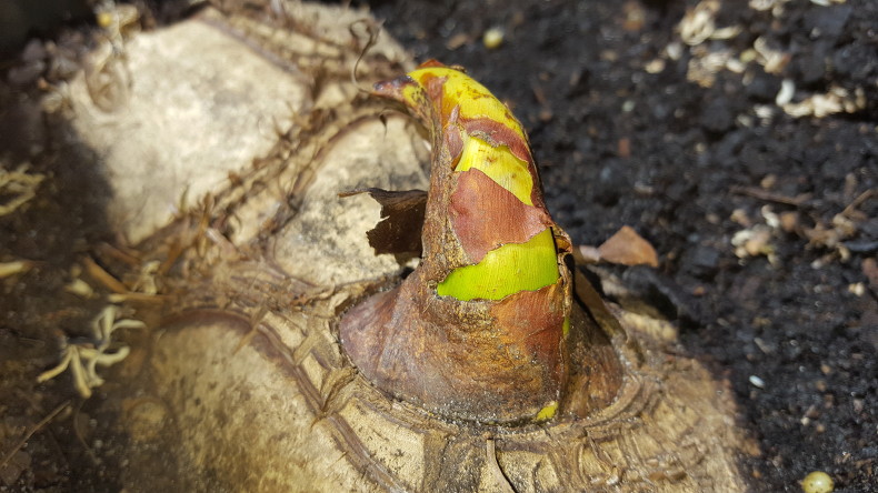 120ThingsIn20Years-Notihing aquaponic 2.jpg