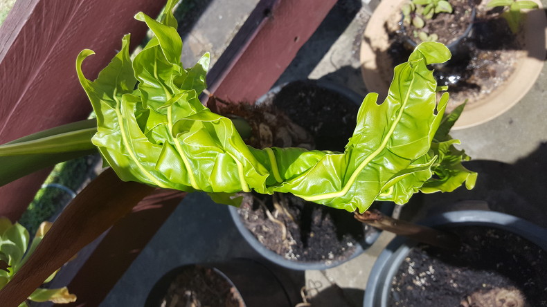 120ThingsIn20Years-Notihing aquaponic 1.jpg