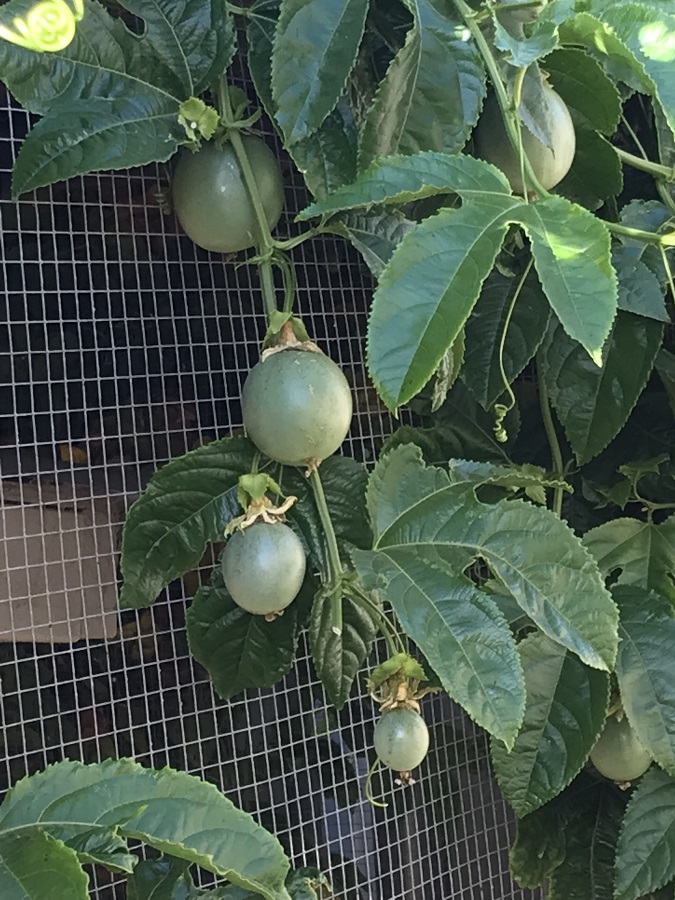20181119-Passionfruit.jpg
