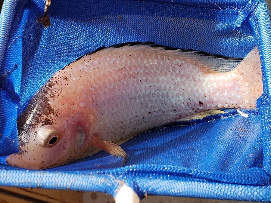 tilapia_01.jpg