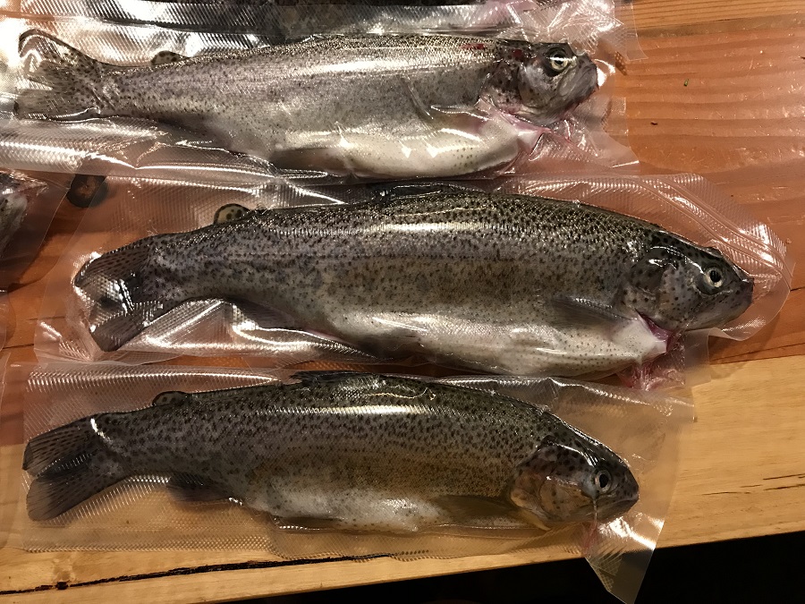 Vacuum Trout 2.jpg