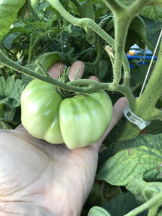 20180118  Brandywine pink.jpg