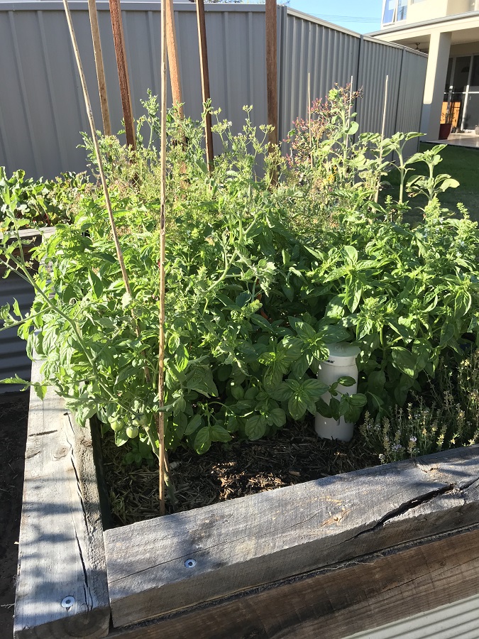 20180118 Basil Forest.jpg