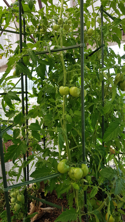 AP1tomatoes20190103.jpg