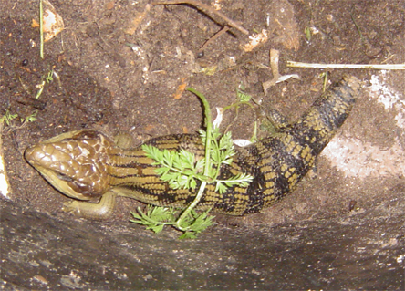 Blue Tounge copy.jpg