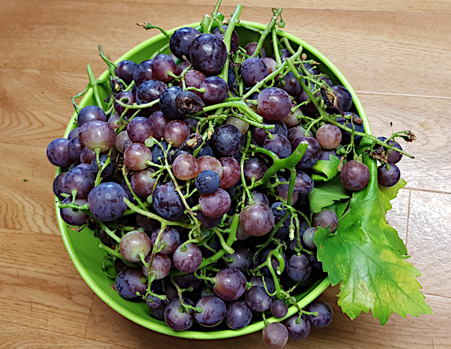 AP2-grapes20190120.jpg