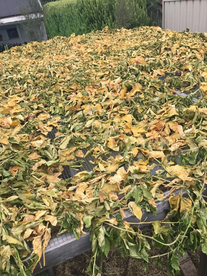 chook house passionfruit.jpg