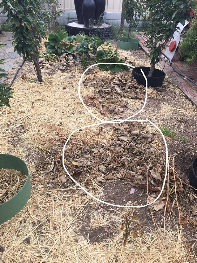 toasted zucchini.jpg