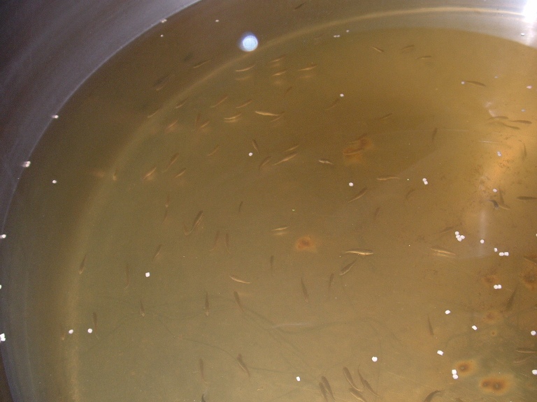 aquaponic silvers 300, 13-2-2008 020.jpg