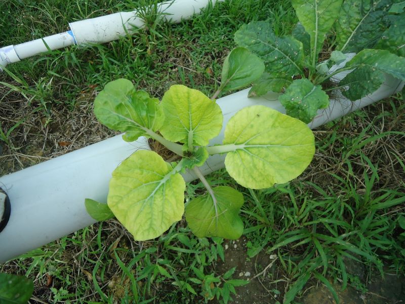 Nutrient Deficient Plant 1.JPG