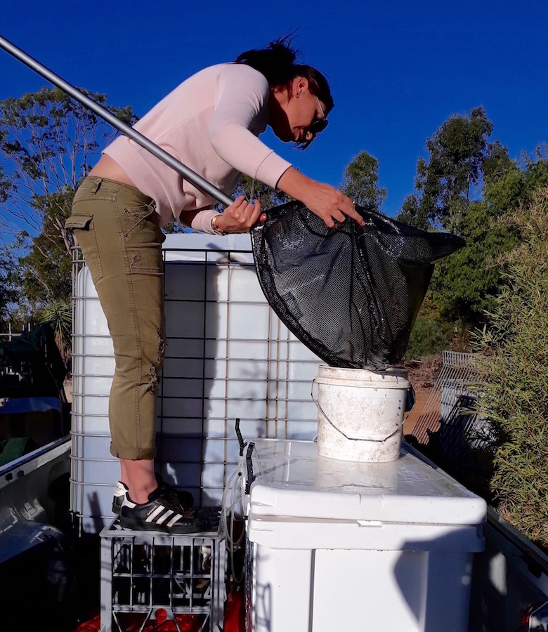 fishwife with net.jpeg