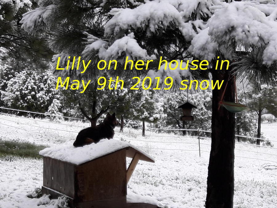 May-snow-2019-Lilly-on-her-house-900px.jpg
