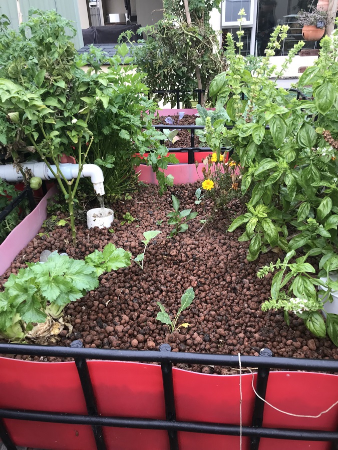 190523 growbeds#2.jpg