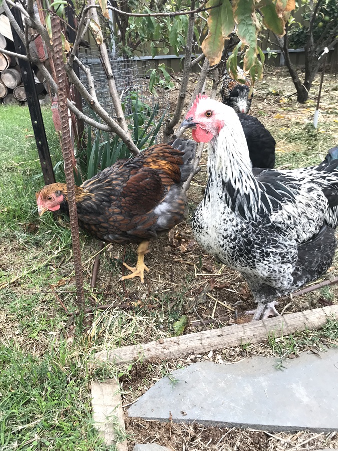190523 chooks.jpg