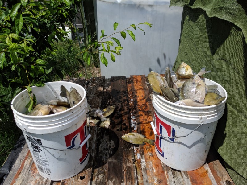 buckets of bluegill.jpg