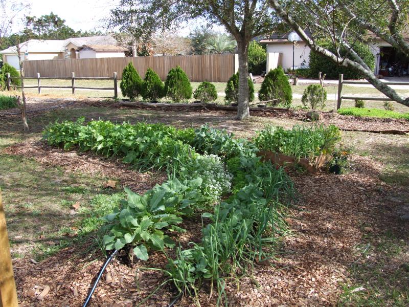 cool weather crops (Medium).jpg