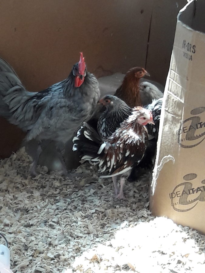 Bantams-getting-ready-for-Pen-Life.jpg