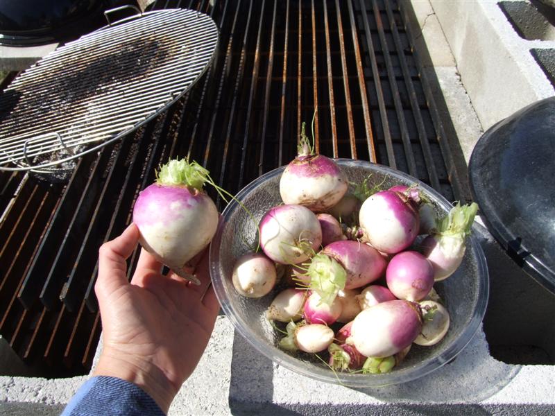 nice turnips (Medium).JPG