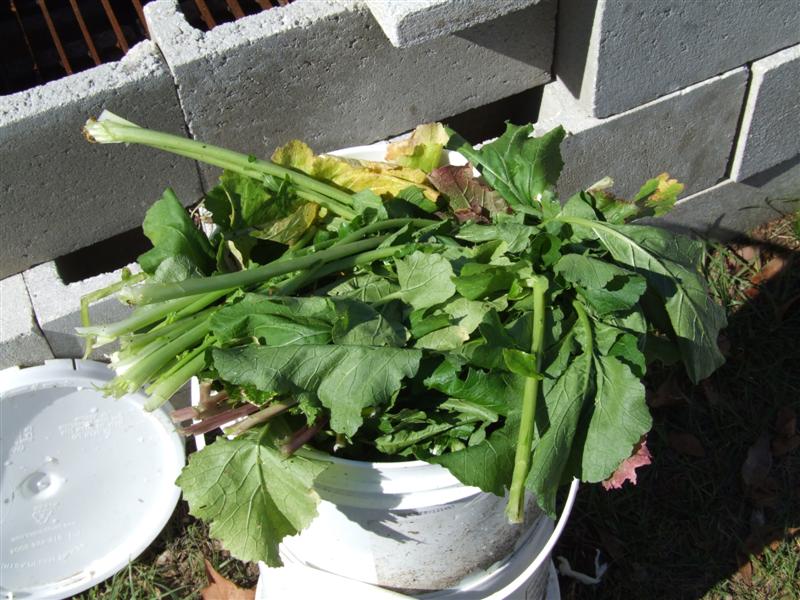 worm food (Medium).JPG