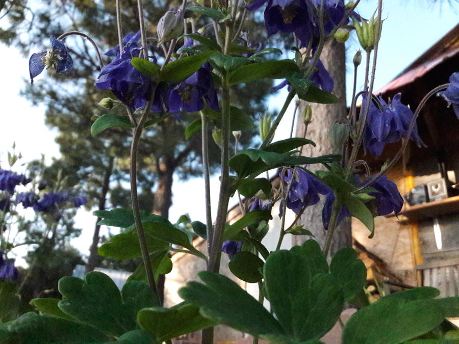 June-2019-Blue-Columbines-backyard-garden-patch.jpg