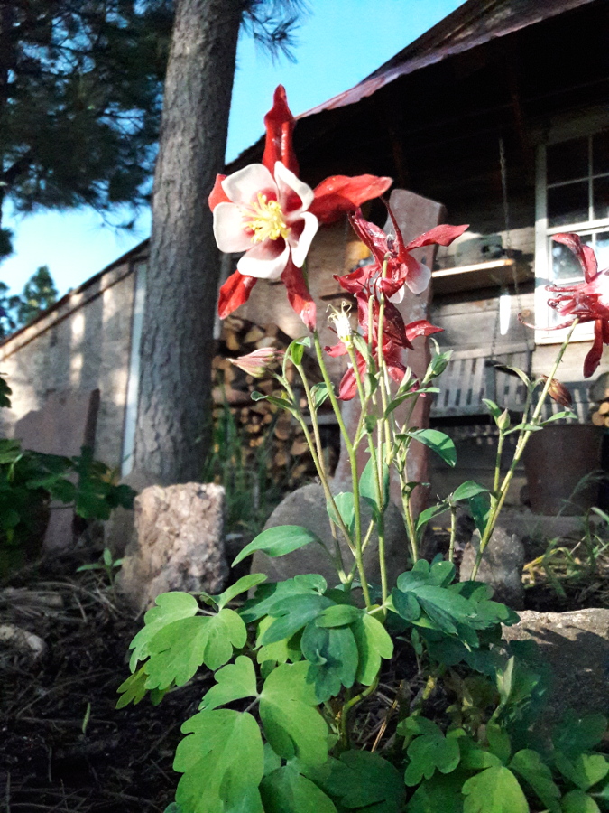 June-2019-Fairly-rare-red-white-Columbines-backyard-garden-patch.jpg
