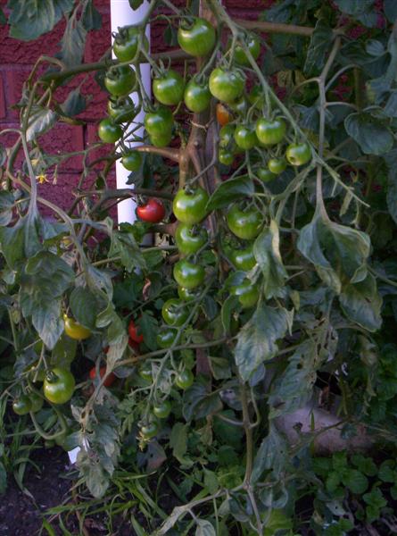 104_3093 (Medium).jpg