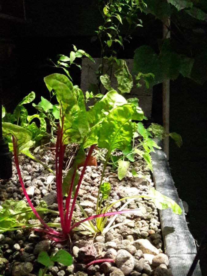 June-2019-Aquaponics-Rainbow-chard-petunias.jpg